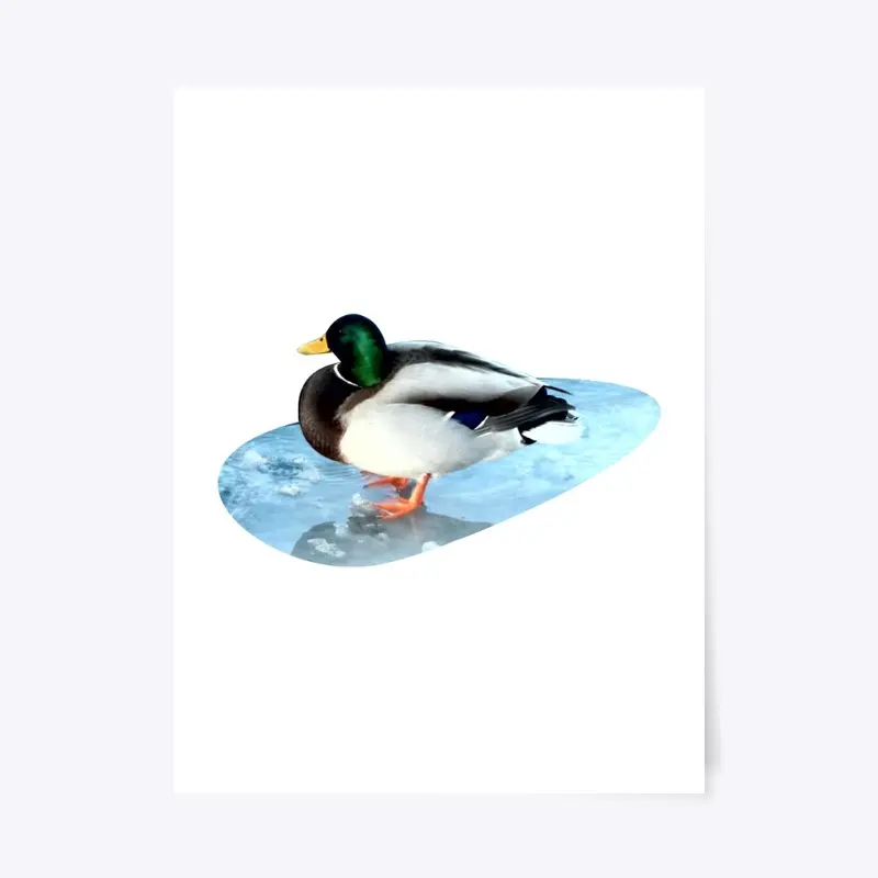 Ducks sit on the ice and swim 