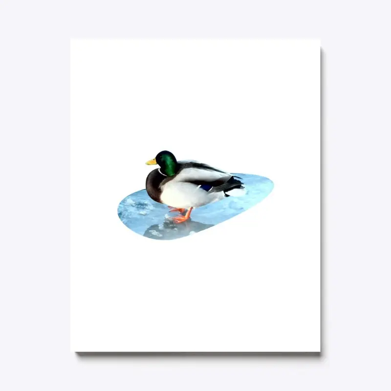 Ducks sit on the ice and swim 