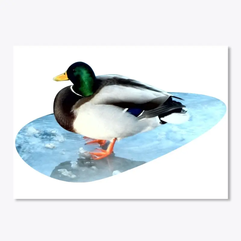 Ducks sit on the ice and swim 